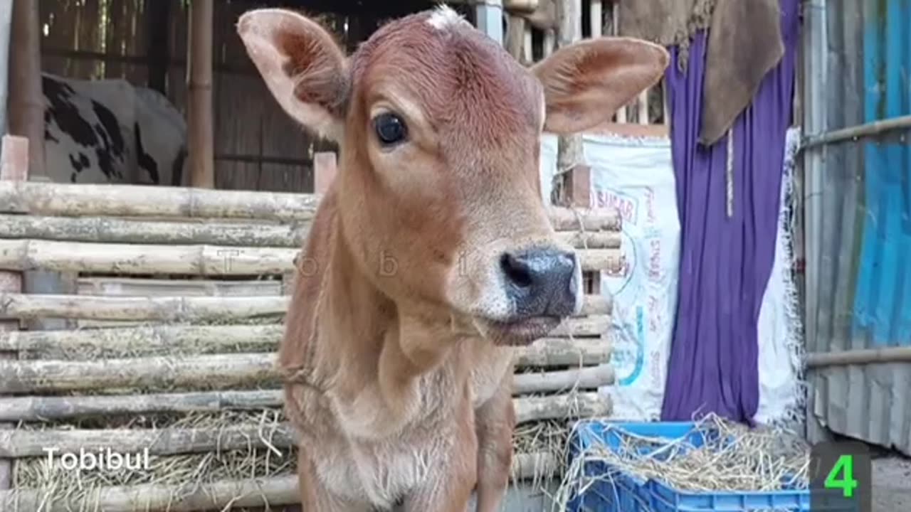 A cow with a baby at her feet is crying a lot