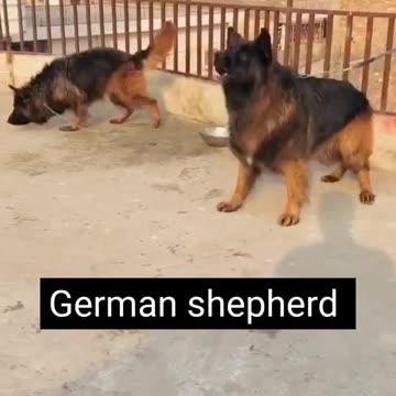 German shepherd the most aggressive dog Quality 4K dog breed German shepherd 2023