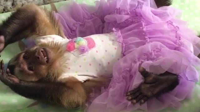 Angelika the monkey trying to meditate