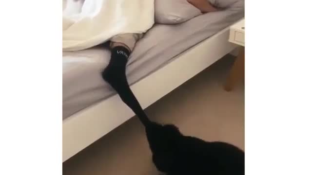 Strange and funny behavior of animals 13q