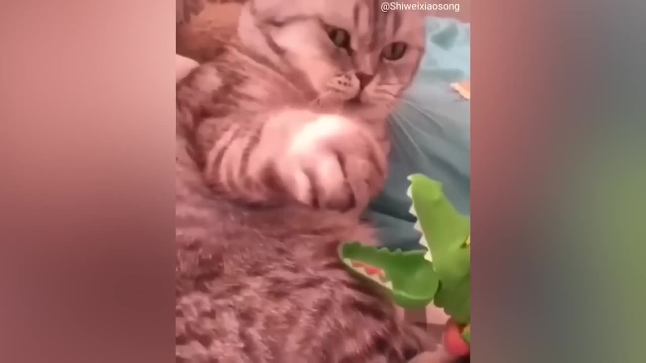 Funny Cat Compilation 2023 New !!! | 5 Minutes 2 Laugh