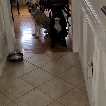 Pitbull training fail STAY!