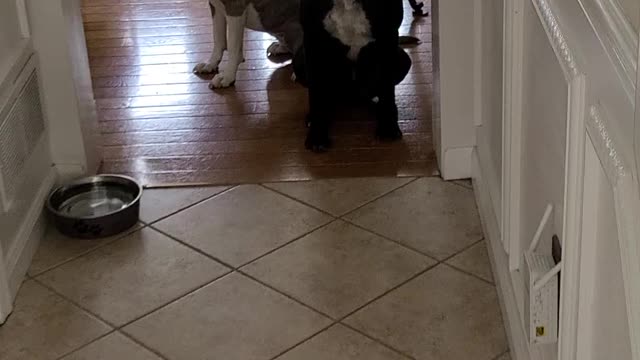 Pitbull training fail STAY!