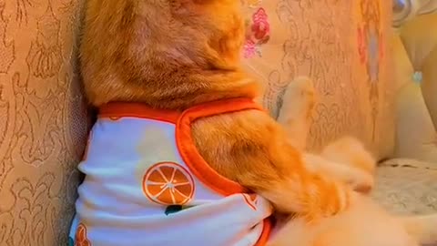 So cute cat