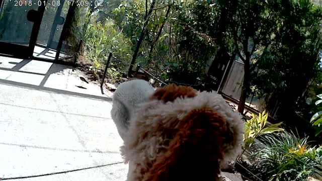 Butch The Dog goes to the Phoenix zoo! Part 4