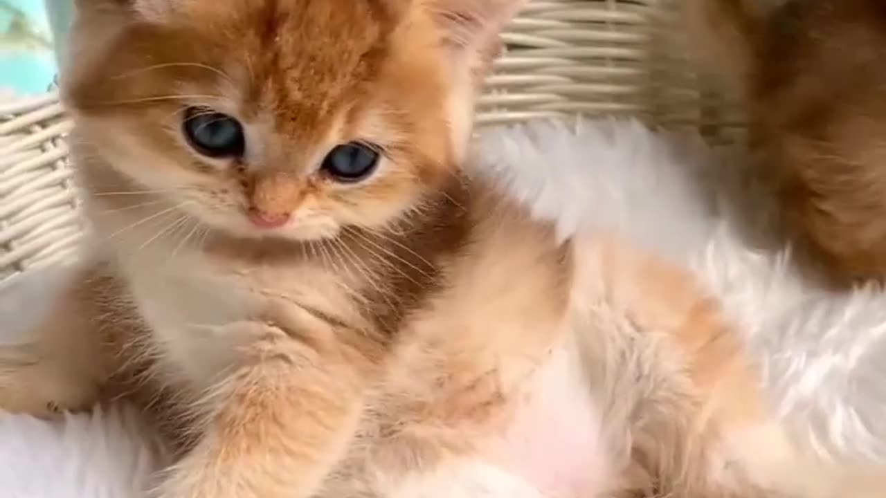 Cute cat singing songs...