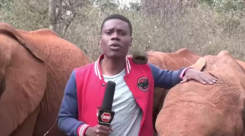 Baby elephant tickles journalist during live reporting