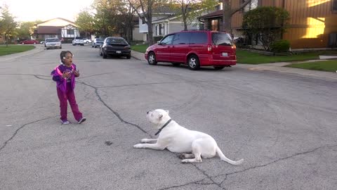 training a family dog