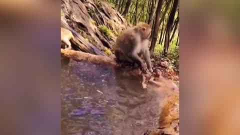 Monkey finding his daughter