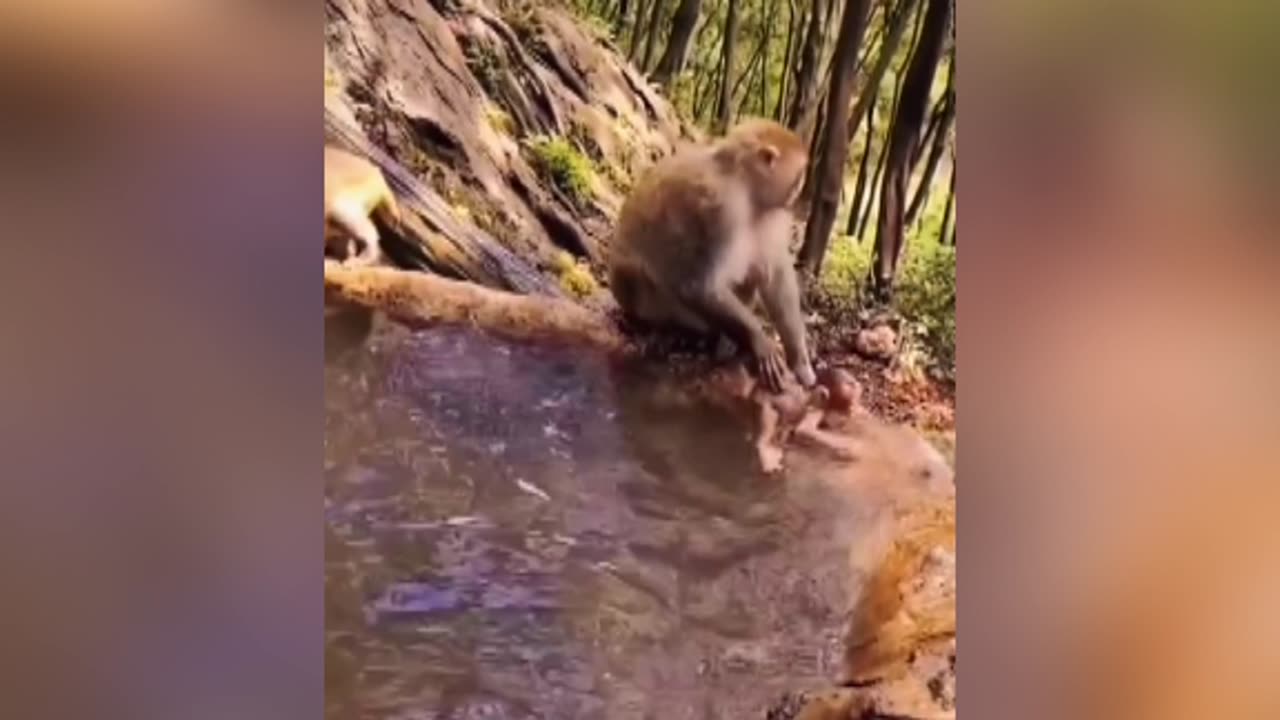 Monkey finding his daughter