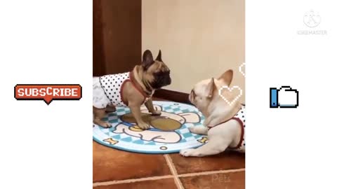 Cute Animal Funny Videos