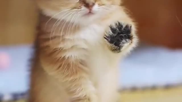 Kung Fu Cat😂