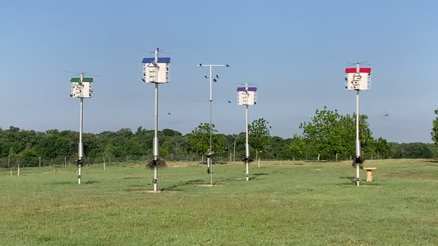 Camp David Pecans' Purple Martin Colony