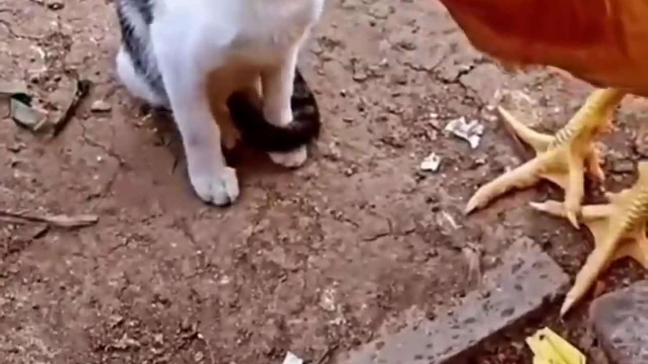 Cat vs Chicken: Watch What Happens Next and Get Ready to Laugh in 2023