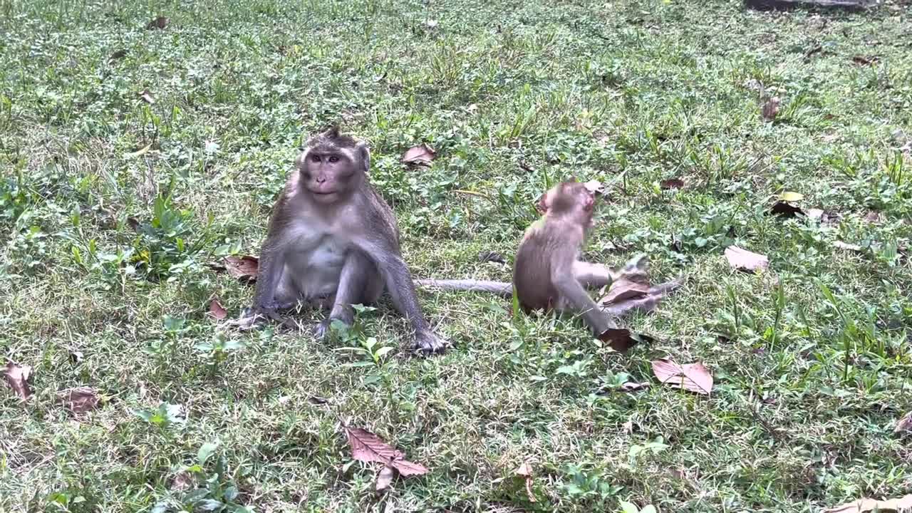 The little monkey play on.