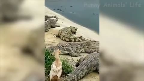 Funny Animal Video