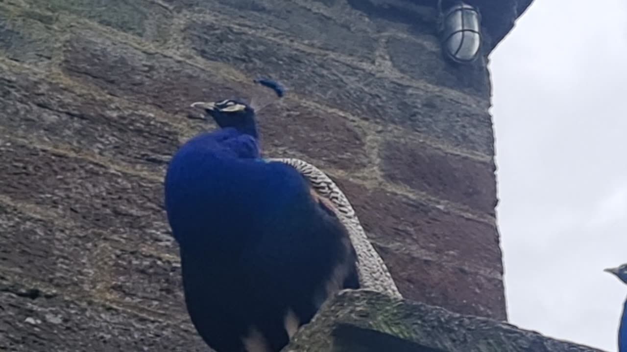 Peacock VIdeo In North Wales