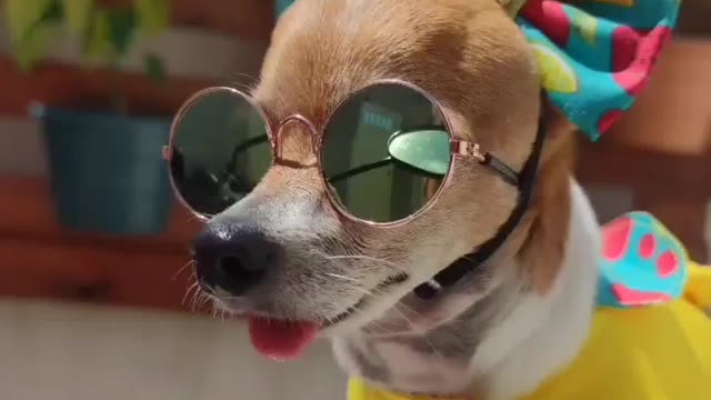 dog in style