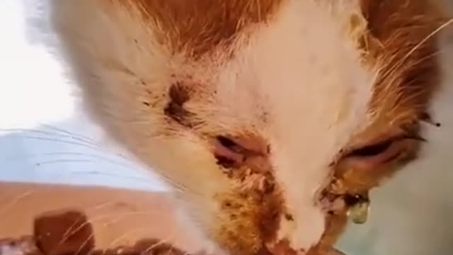What greater gift than love of a Dog - Cute dog showing love to owner videos 2020