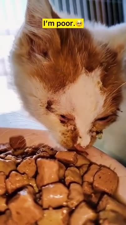 What greater gift than love of a Dog - Cute dog showing love to owner videos 2020