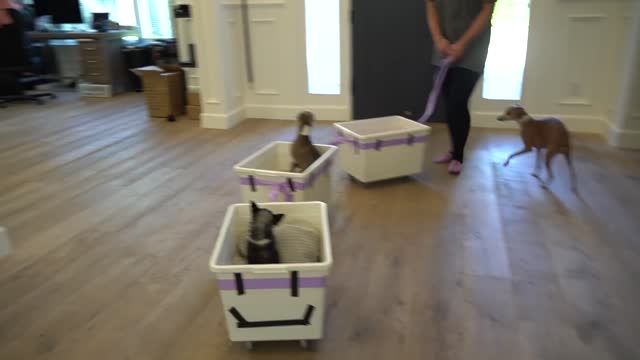 Homemade Train For My Dogs To Play In