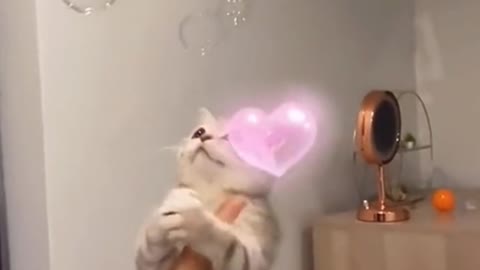 It seems to like playing with bubbles