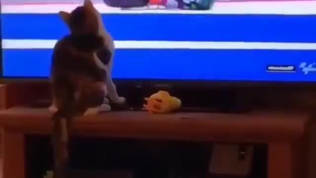 cat funny motorcycle