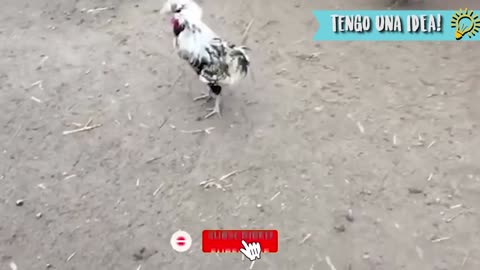 YOU LAUGH, YO DIE!! HARD MODE :))