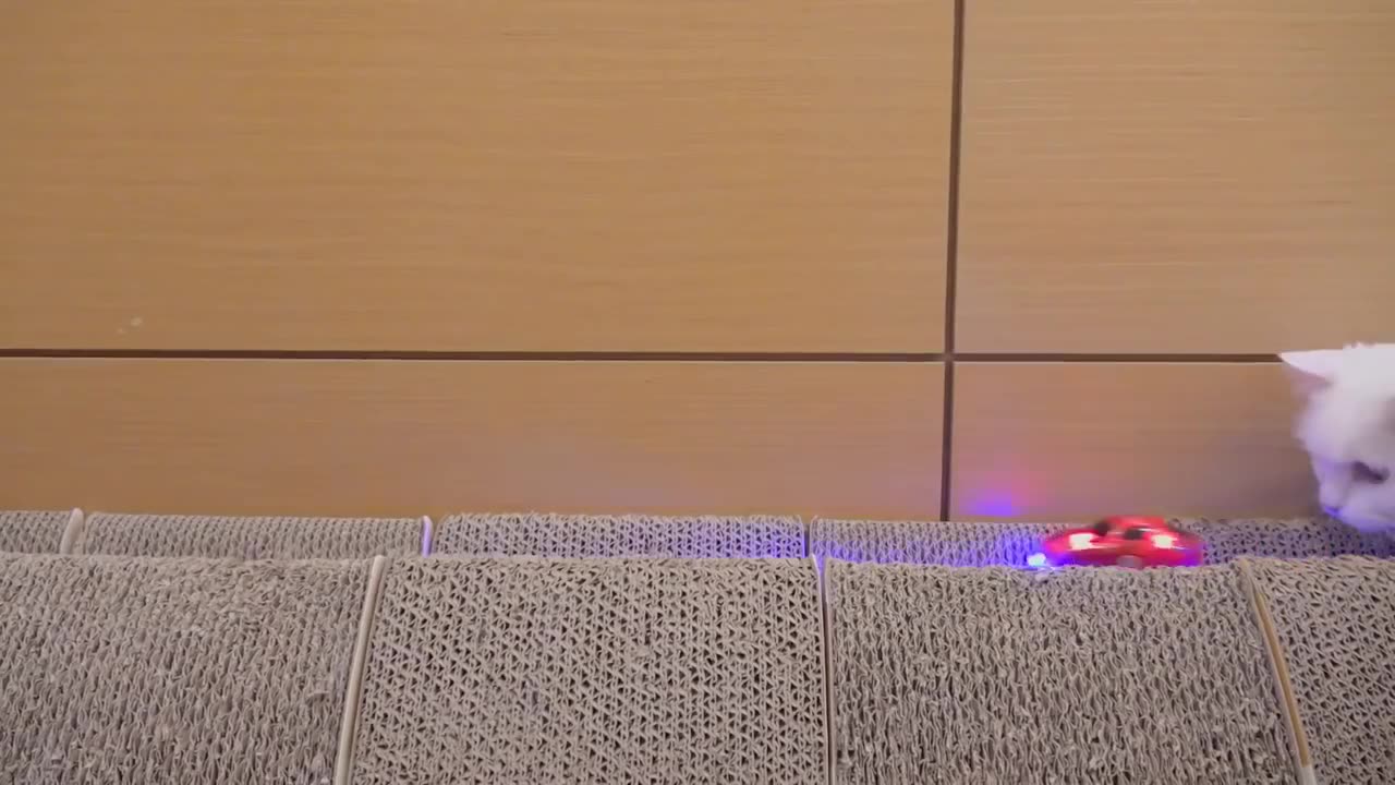 Cats vs Racing Car