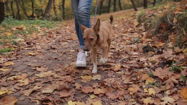 🐕 Basic Dog Training – TOP 10 Essential Commands Every Dog Should Know!