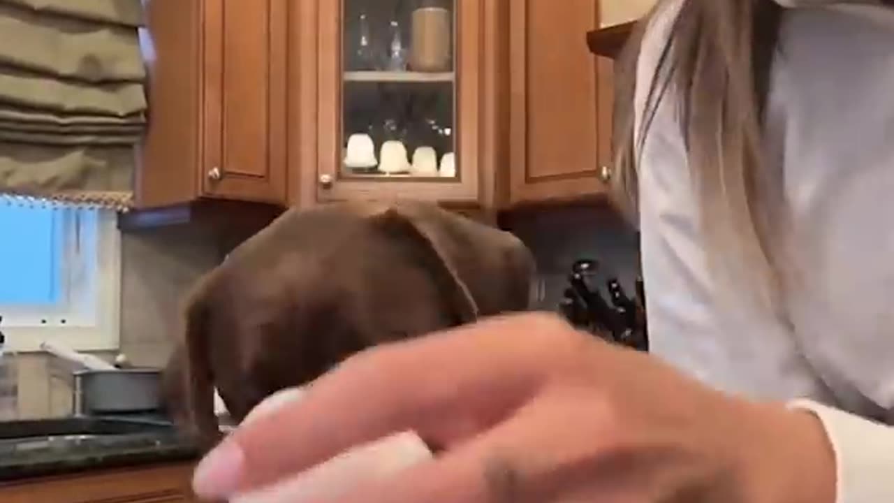 Dogs doing funny things, Best of September 2023