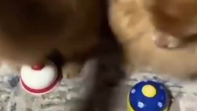 Cute animal video#