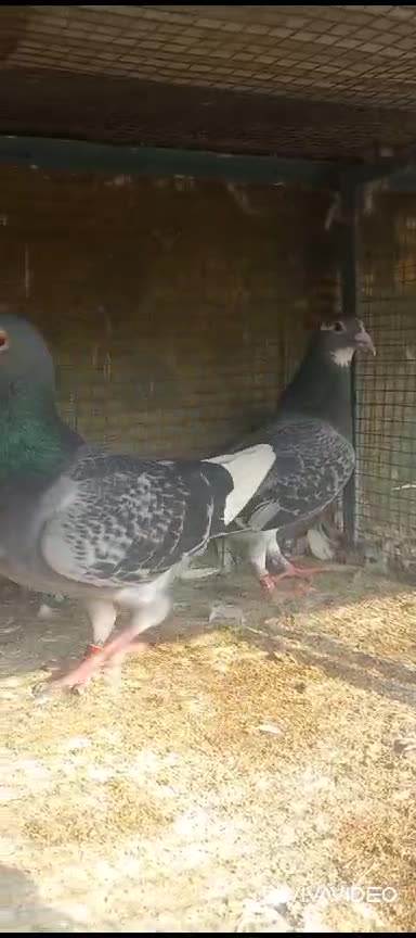 Click here link description for sell Cheap price click