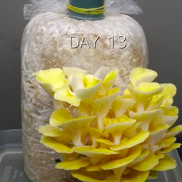 Golden OYESTER MASHROOM timelapse