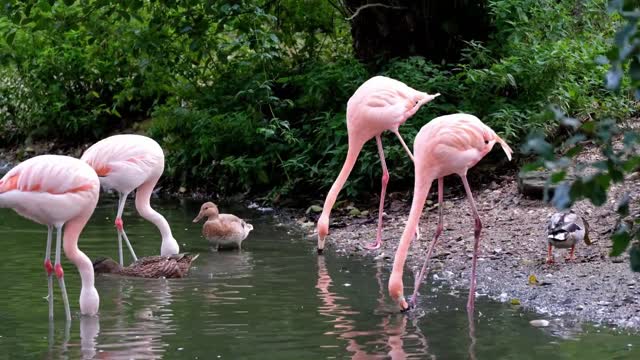 Beautiful Birds Relaxing Nature Sounds