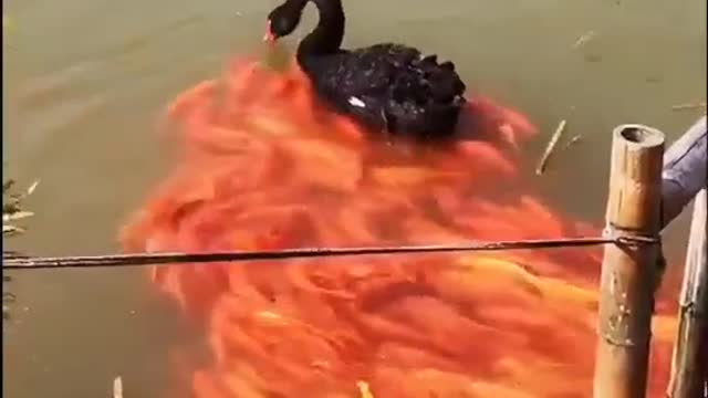 Big stars are also very upset!