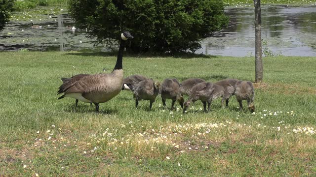 Canada goose family feed on popcorn by the lake