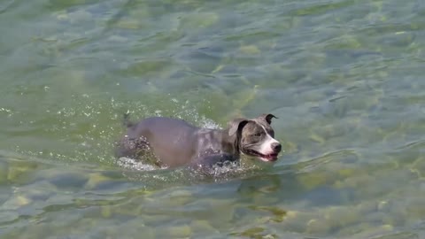 Funny dog with water