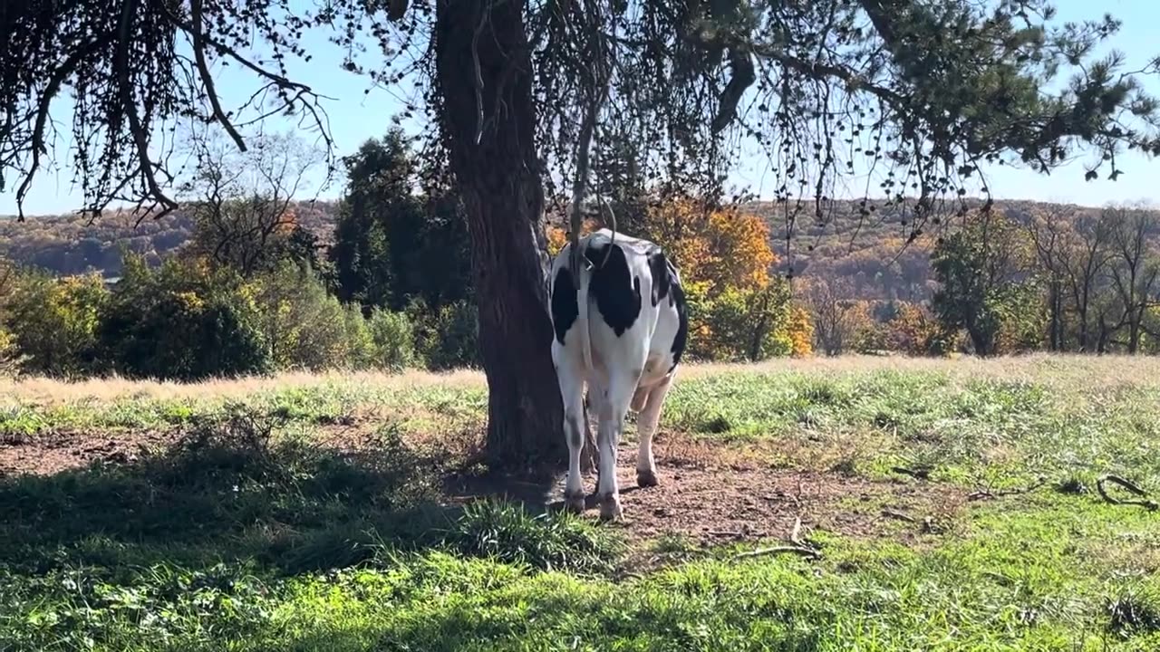 Some Cow Sleeping & Other Grazing in Fall