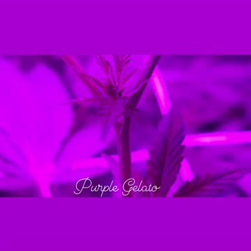 Purple Gelato Flowering Transition