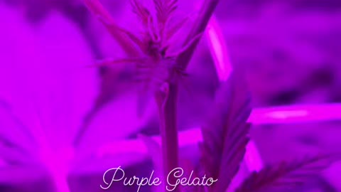 Purple Gelato Flowering Transition