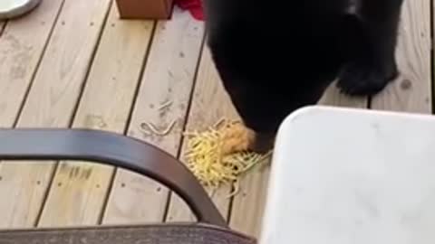 Gentle black bear makes a mess of his lunch👏🏽