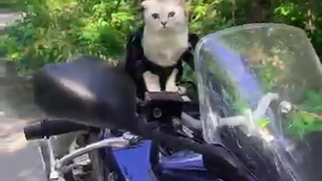 Biker cat 🐱