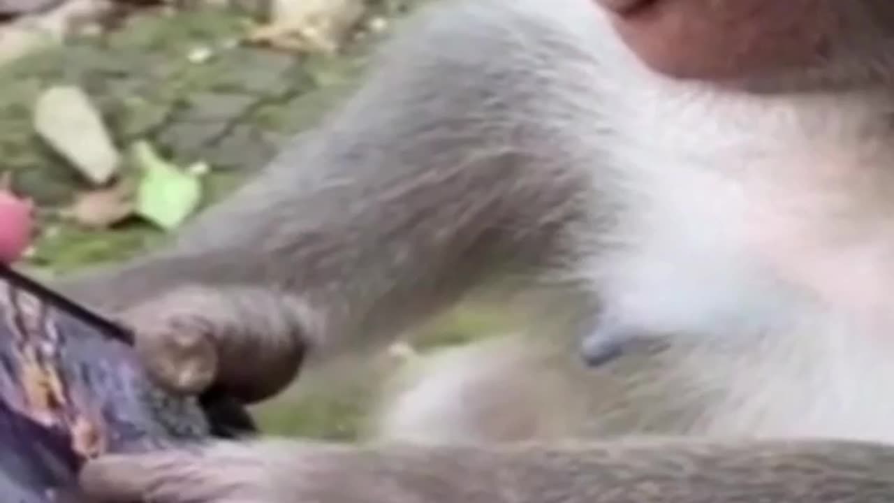 Monkey Playing Game in Mobile #shorts #viral #shortsvideo #video