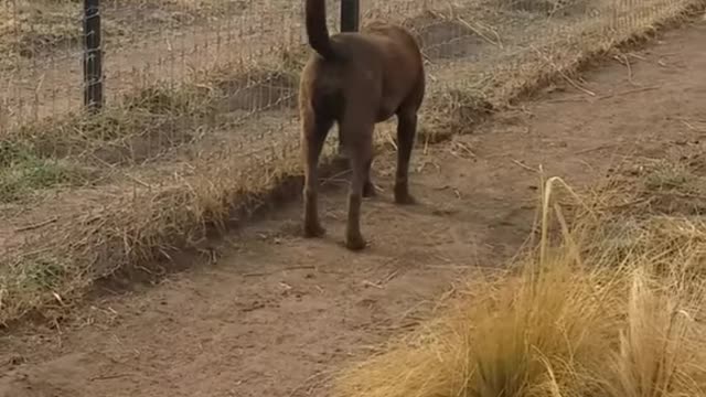 Lion asking dog for forgiveness | Lion Ask For Forgiveness