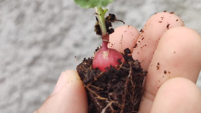 Vegetable Garden From Brazil