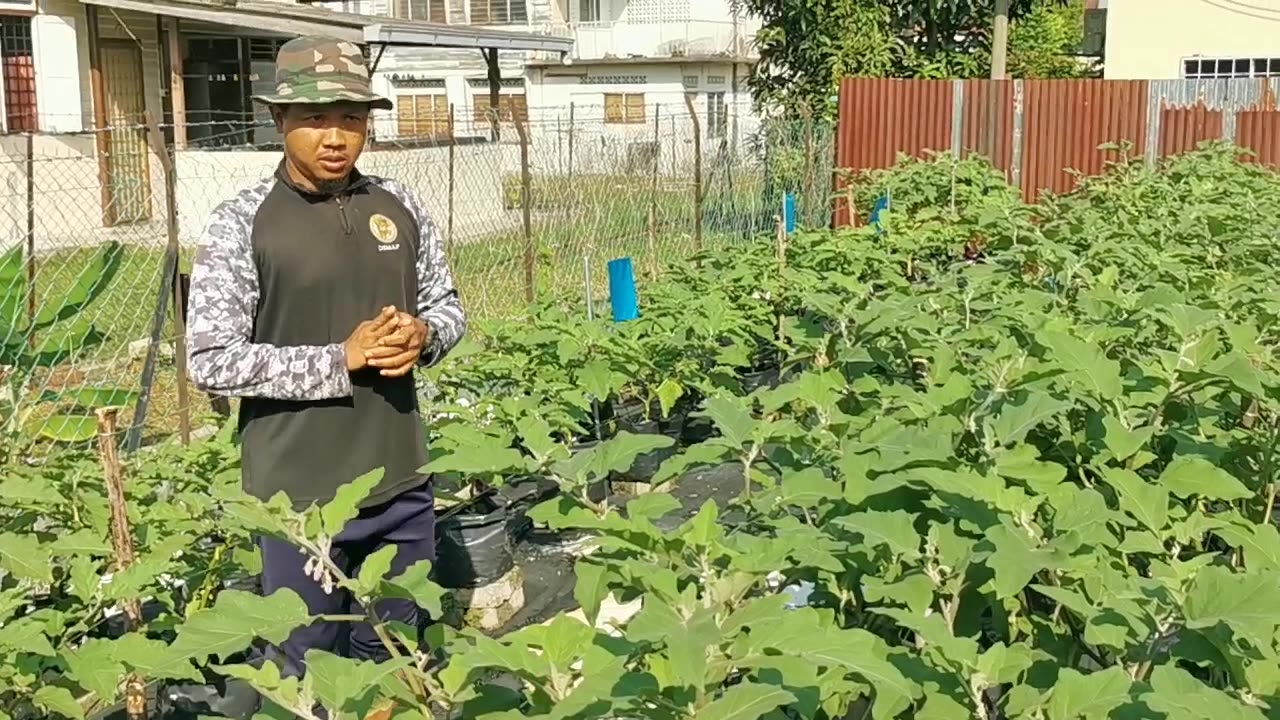 P3 Lawatan ke Kebun IPM di Pejabat Pertanian Gombak, 25 Jun 2024