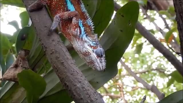 Chameleon Hunting For Food