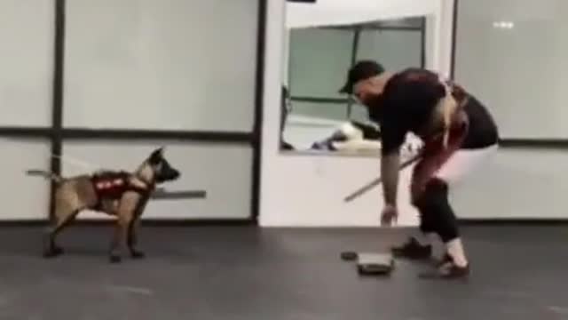 Prefect dog training video