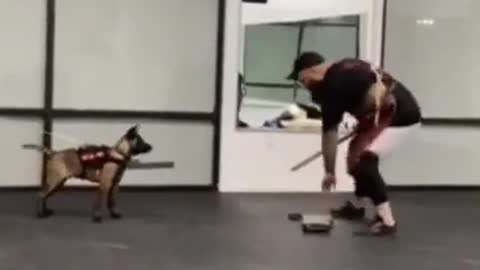 Prefect dog training video